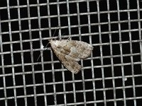 Hypenodes franclemonti